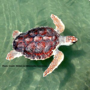 Loggerhead Turtles ‘Pura Vida’ Released to Boost Conservation Efforts